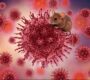 hantavirus 90x80